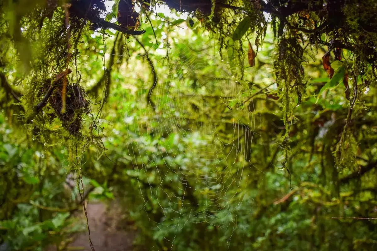 A spider web hangs from a tree in Monteverde Cloud forest