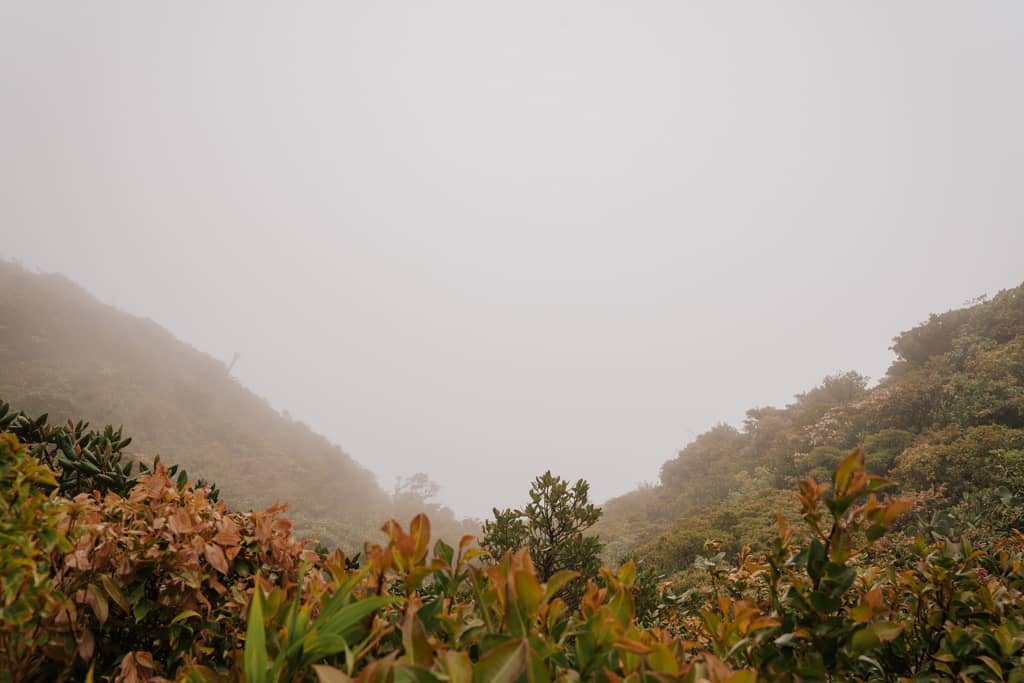 greenery with mist at Monteverde Cloud Forest Biological Preserve