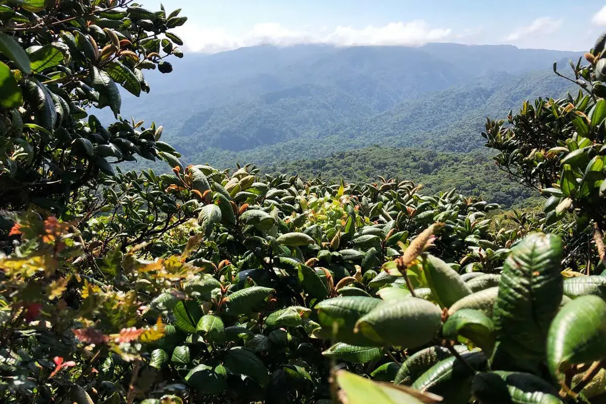 Scenic View at Monteverde Cloud Forest Reserve in Monteverde, Costa Rica