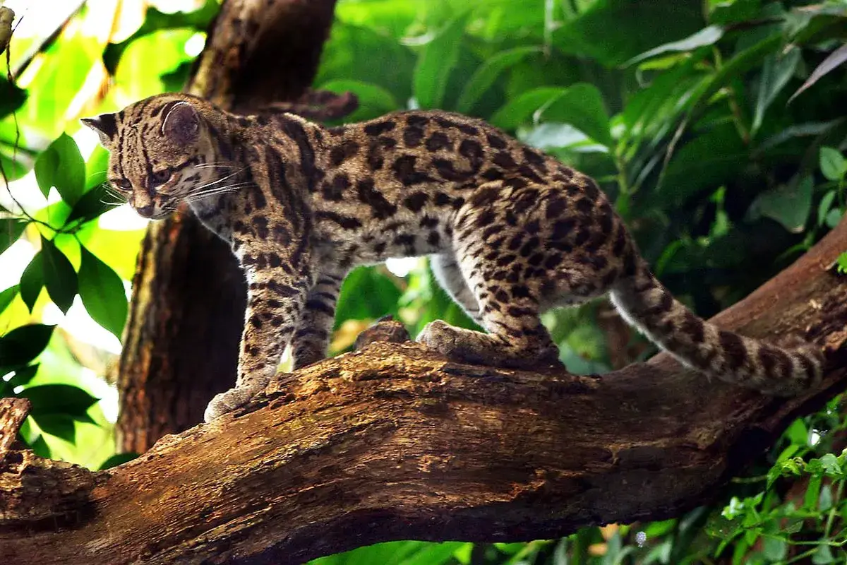 Margay or caucel wild cat at Monteverde Cloud Forest Reserve in Costa Rica