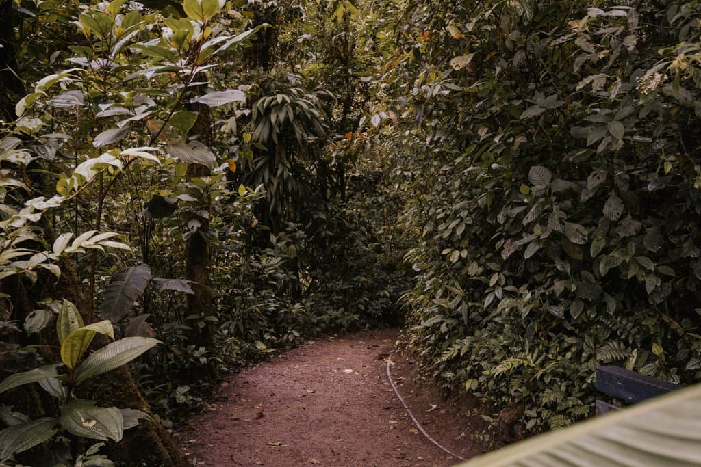 dirt trail in Monteverde Cloud Forest reserve