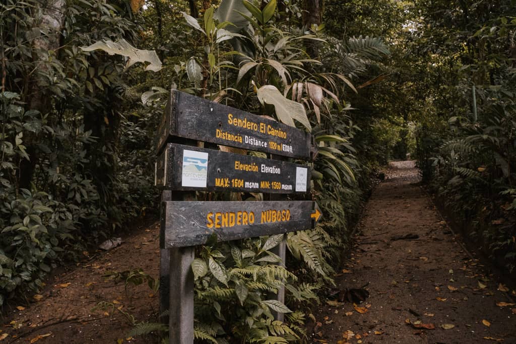 two trails at a fork in the Monteverde Cloud Forest Biological Preserve