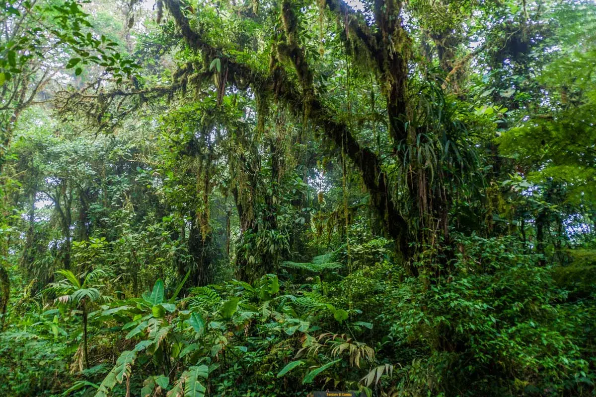 Vines and Moss hang from a tree in Monteverde Cloud Forest