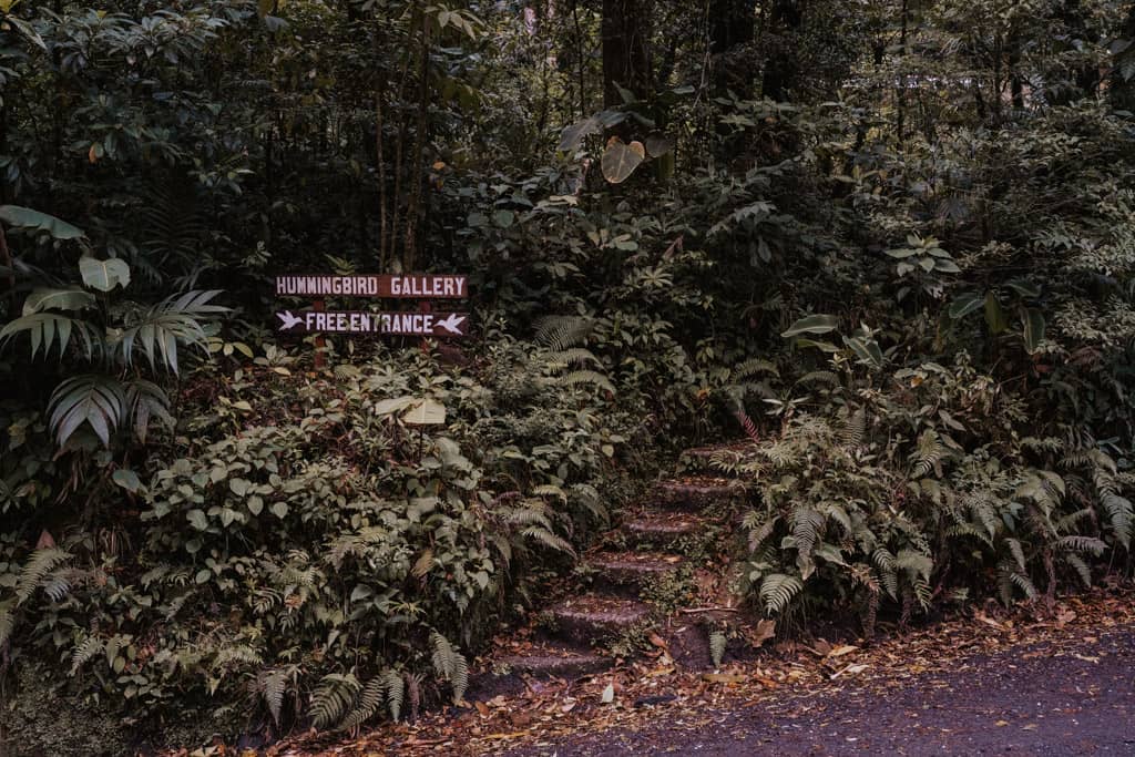 stone steps leading into rainforest with wood sign saying hummingbird gallery free entrance at Monteverde Cloud Forest reserve