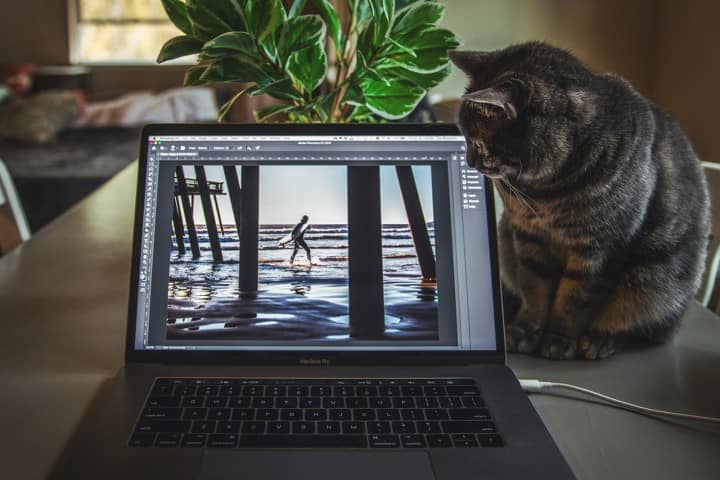 A cat looks at a laptop screen with Photoshop on the display.