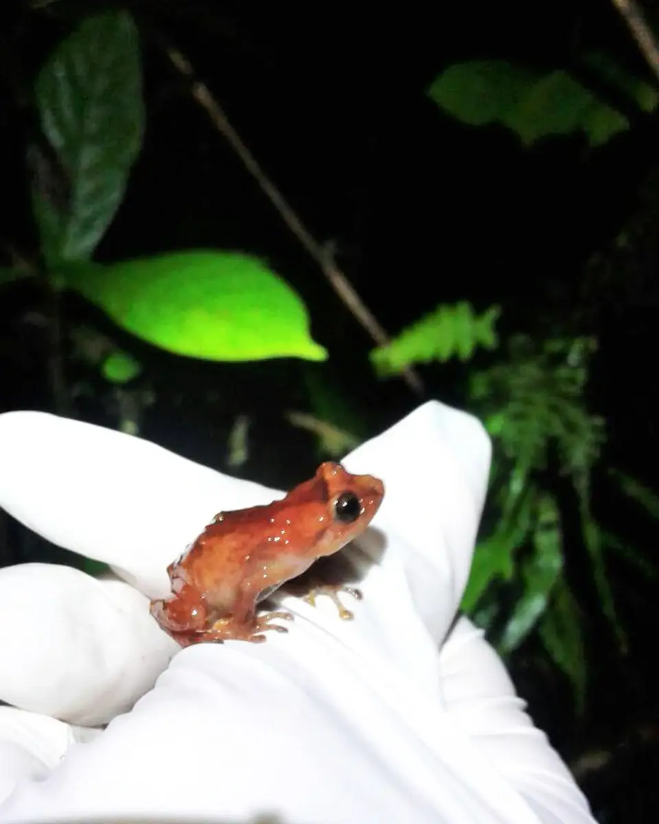 A Pico Blanco robber frog at Monteverde Cloud Forest Reserve in Monteverde, Costa Rica