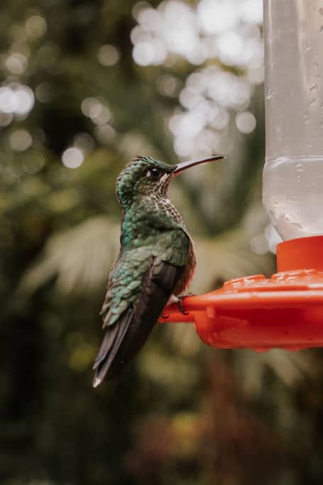 green hummingbird perched at red feeder at Monteverde Cloud Forest reserve