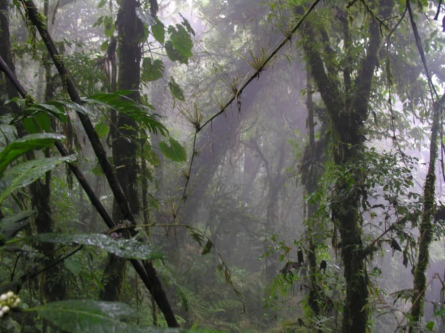 Cloud forests: narrow bands of biodiversity filled with mist, fog and mystery