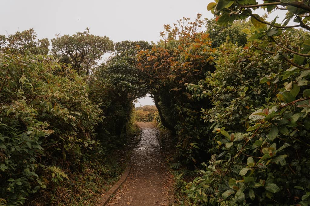 dirt path leading through greenery at Monteverde Cloud Forest Biological Preserve