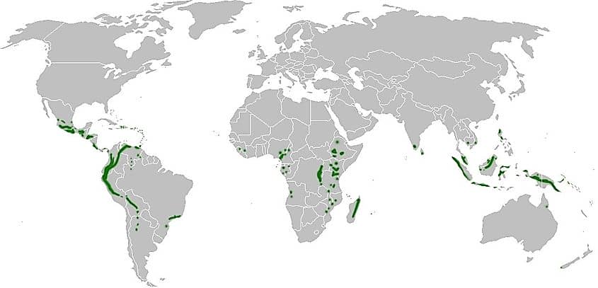 What Is A Cloud Forest?