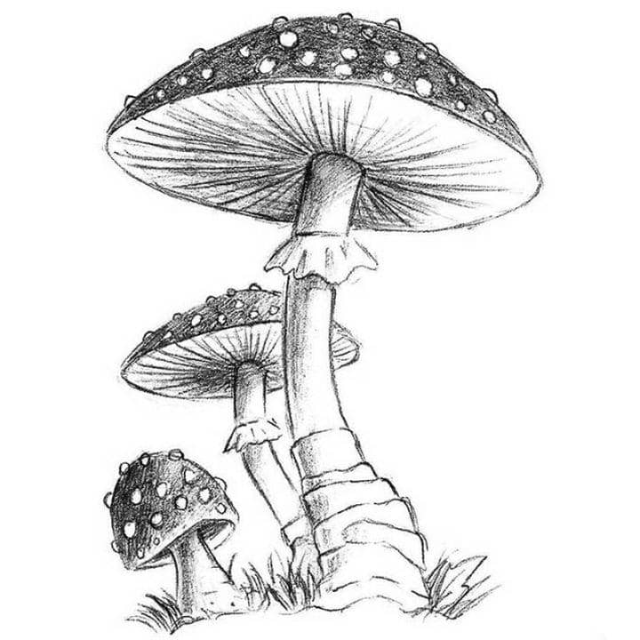 How To Draw Mushroom