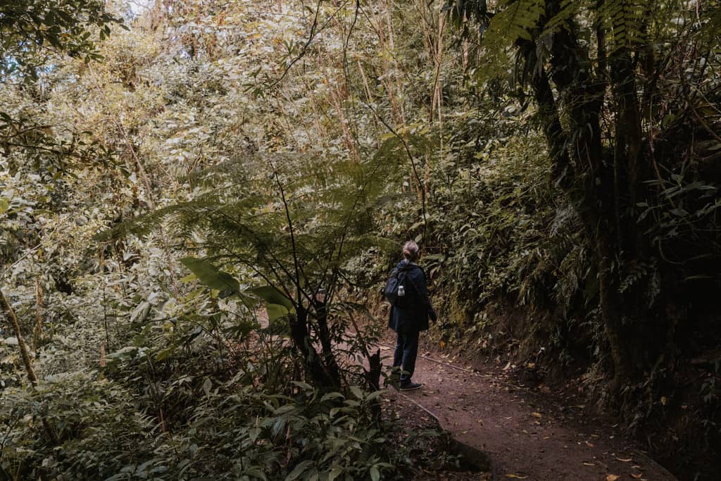 man looking up at the rainforest canopy in the Monteverde Cloud Forest Biological Preserve