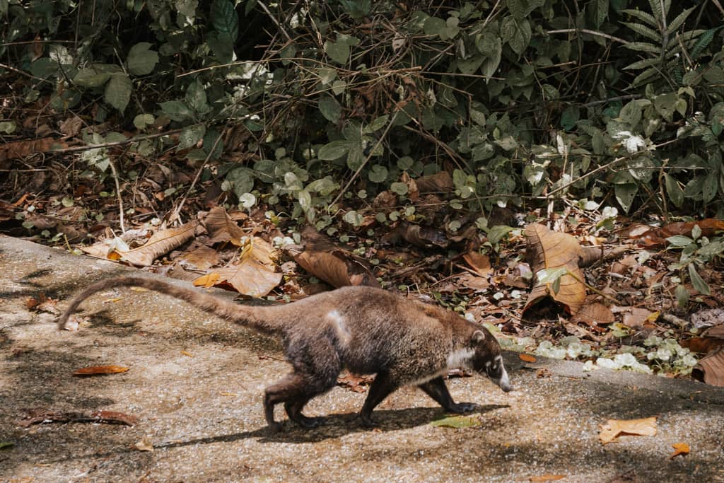 racoon-like animal crossing a path