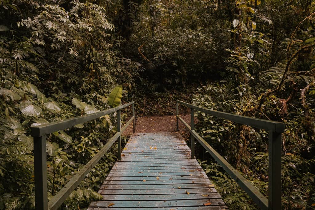 blue wooden bridge in Monteverde Cloud Forest Biological Preserve