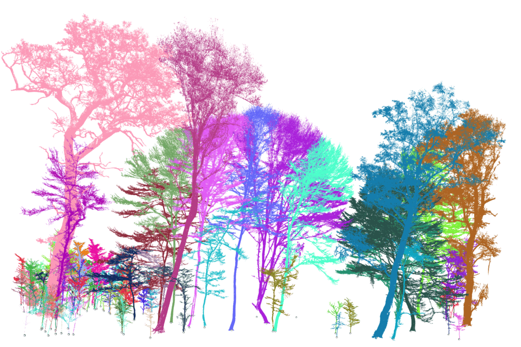 3D Forest