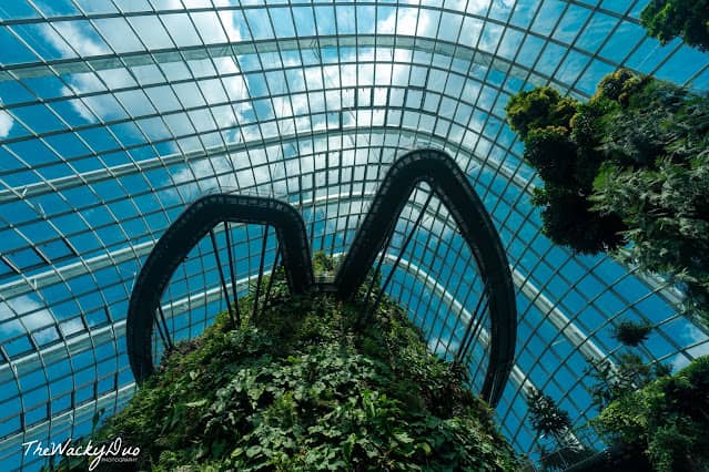 Cloud Forest : 5 reasons to revisit