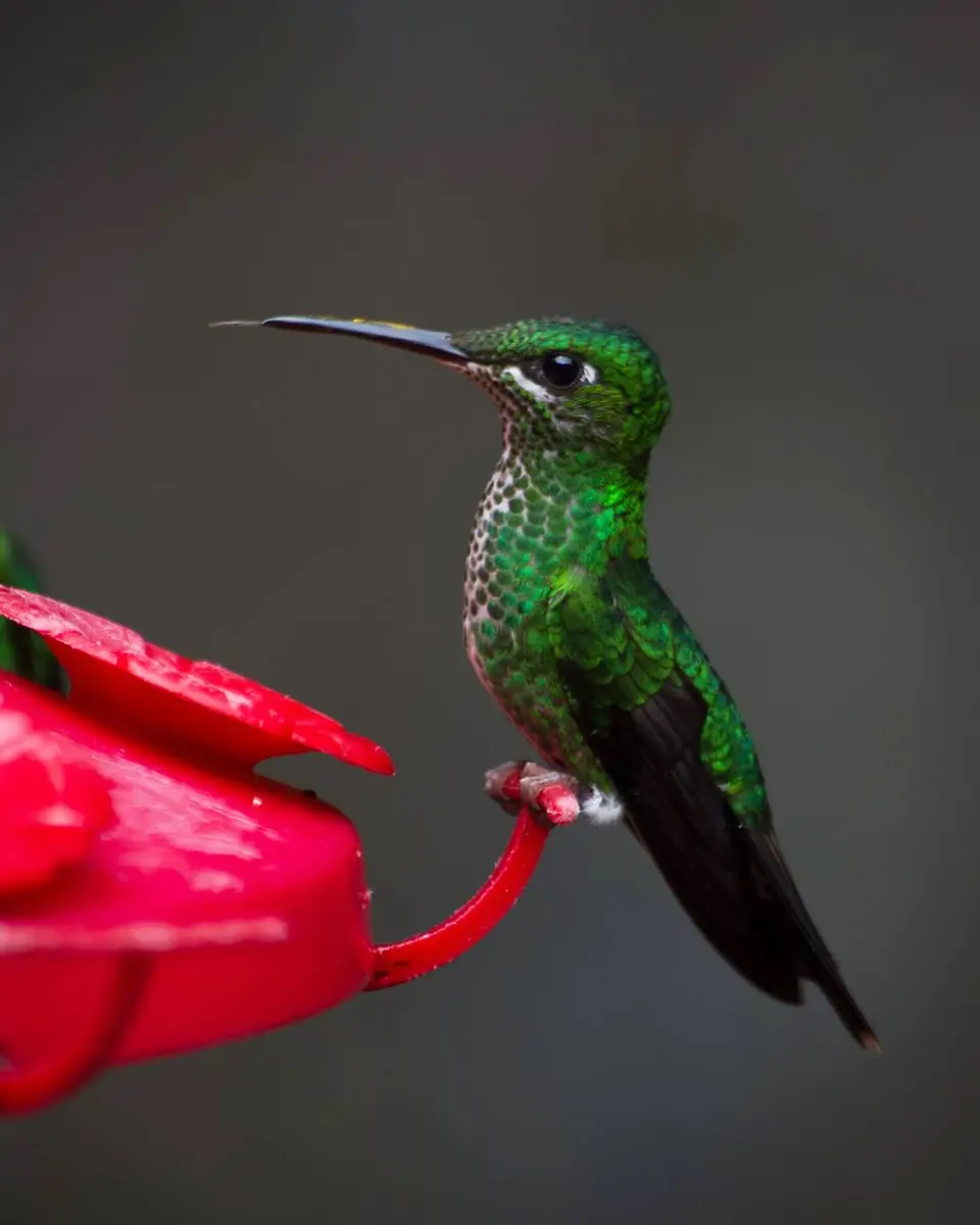 Hummingbird at Selvatura Park in Monteverde, Costa Rica