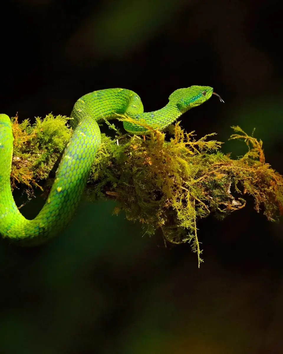 Side-striped palm-pit viper at night in Monteverde!