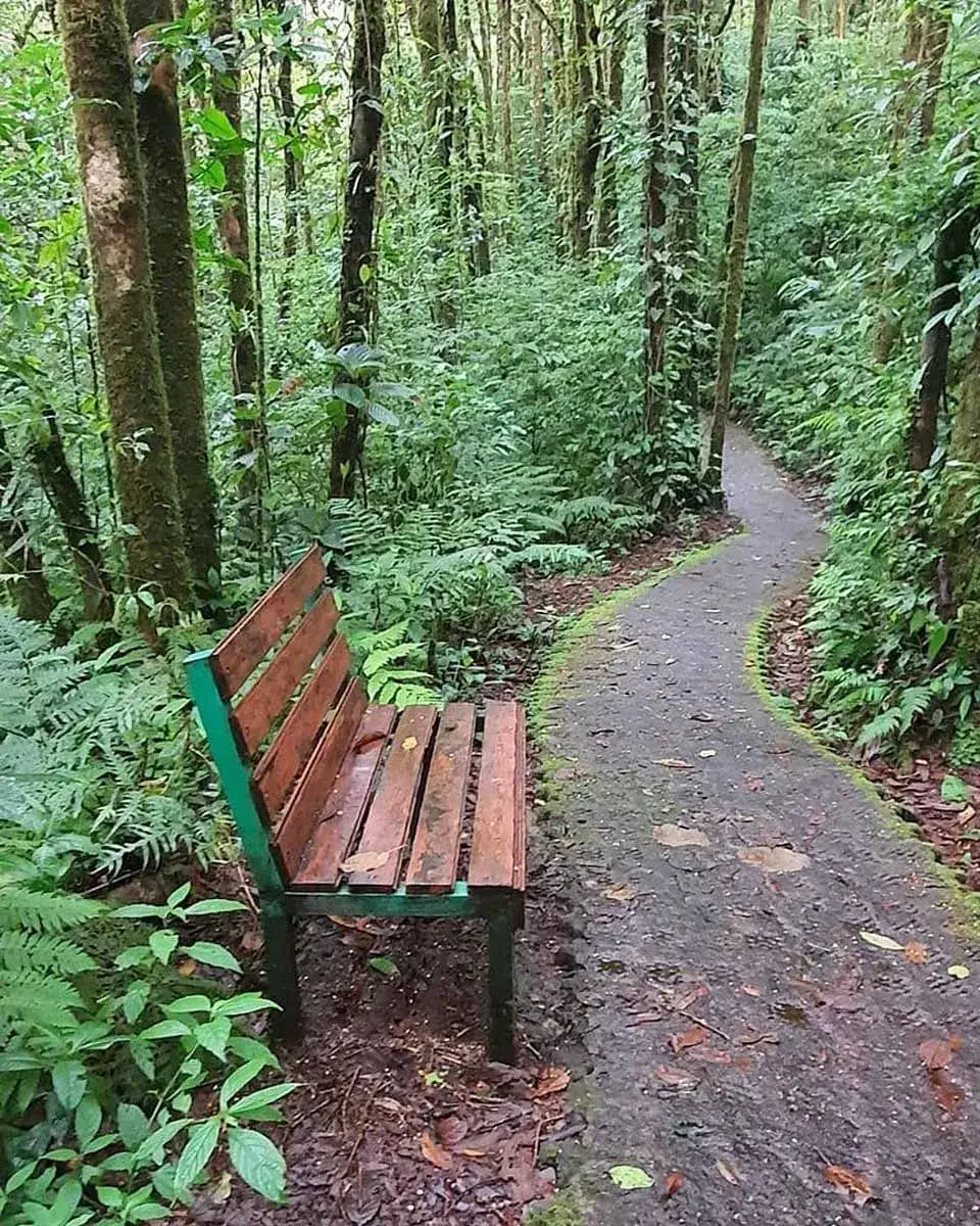 Resting benches at Selvatura park trail in Monteverde, Costa Rica