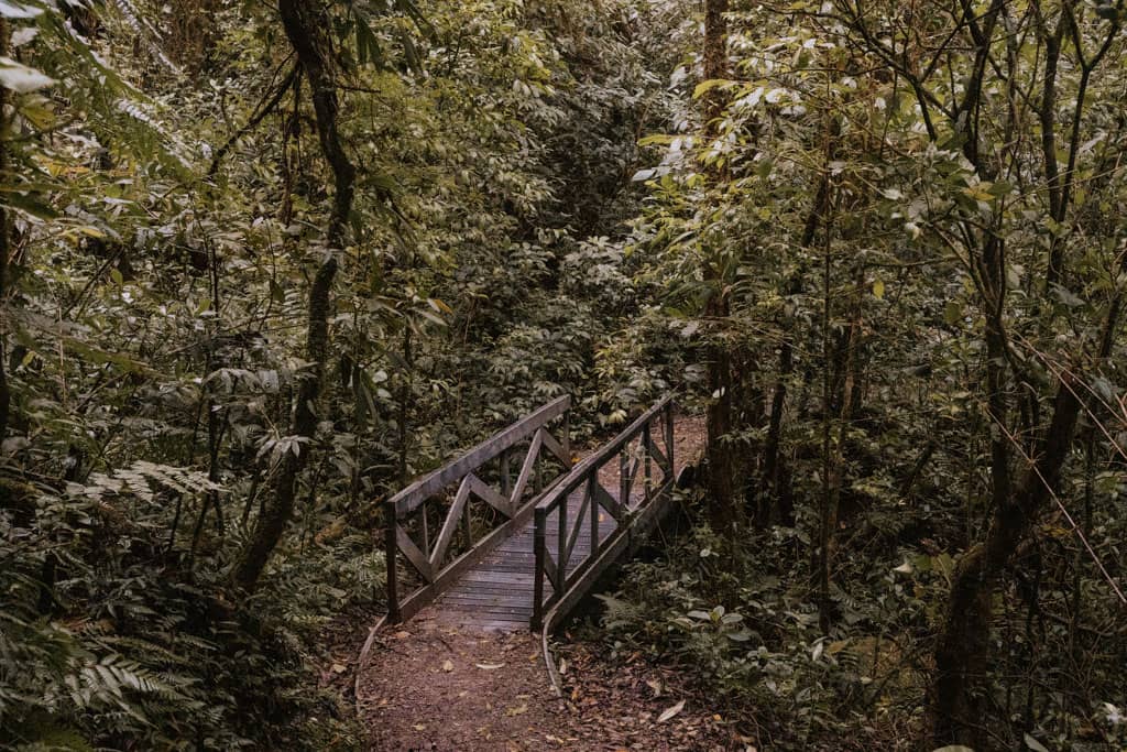 small wooden bridge on dirt path in Monteverde Cloud Forest Biological Preserve