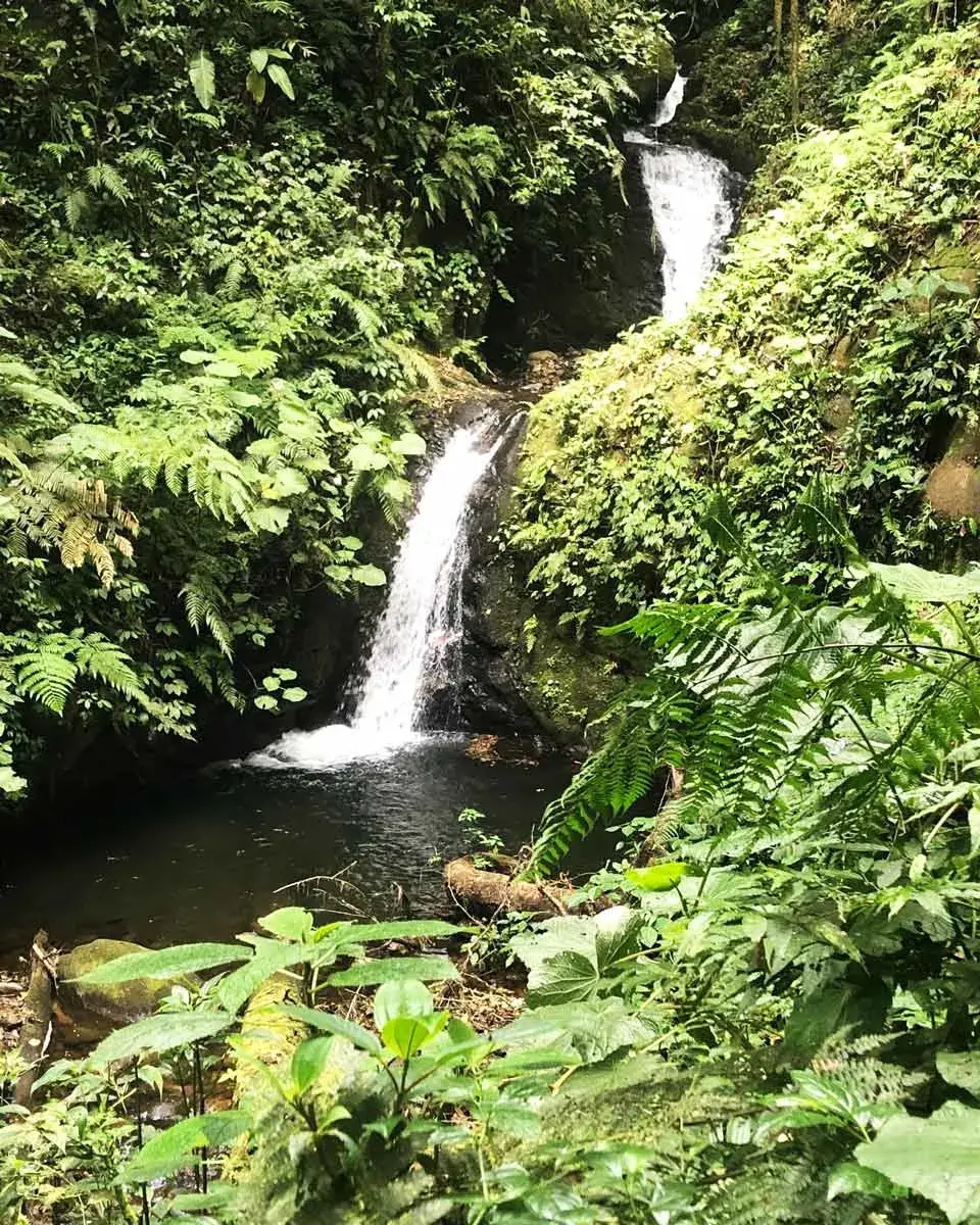 view of a waterfalls at Monteverde Cloud Forest Reserve in Monteverde, Costa Rica