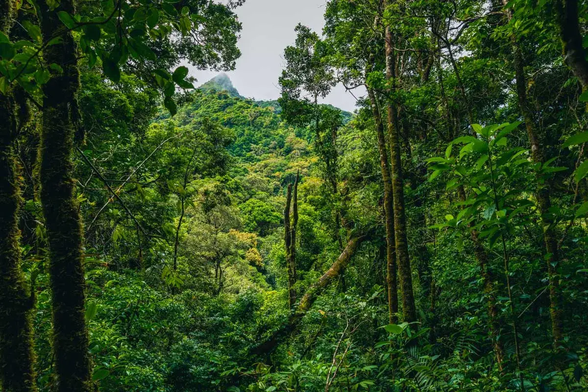 View of a small mountain covered in thick cloud forest in Monteverde