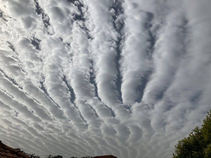 Long parallel stripes of clouds covering nearly all the sky, seen from below.