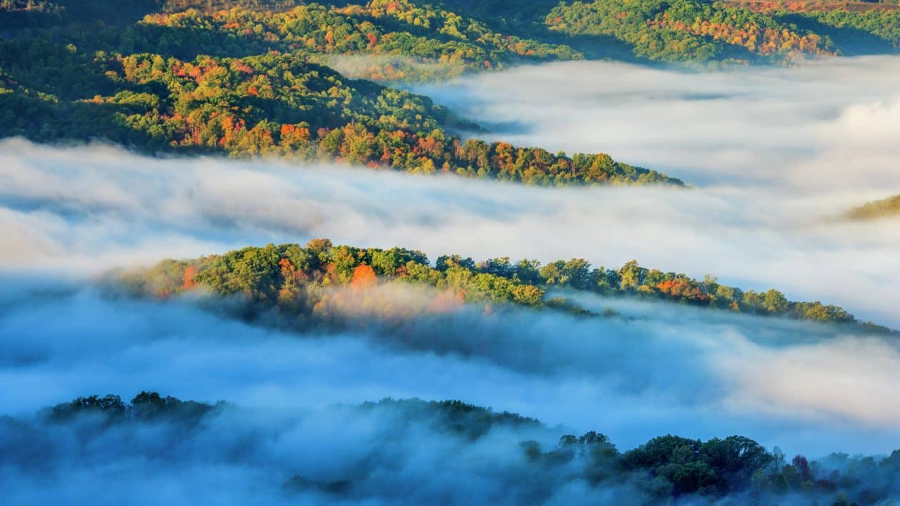 forested valley with low  cloud