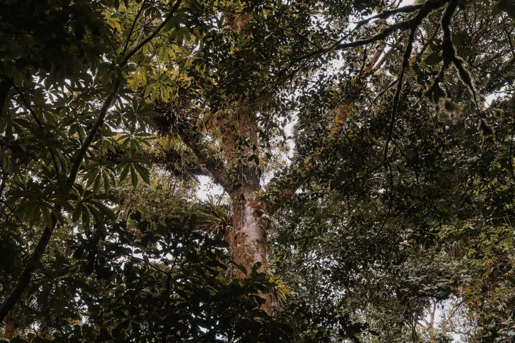 rainforest canopy at Monteverde Cloud Forest reserve