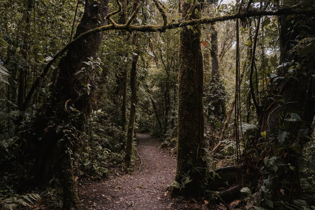 section of trail through the Monteverde Cloud Forest Biological Preserve