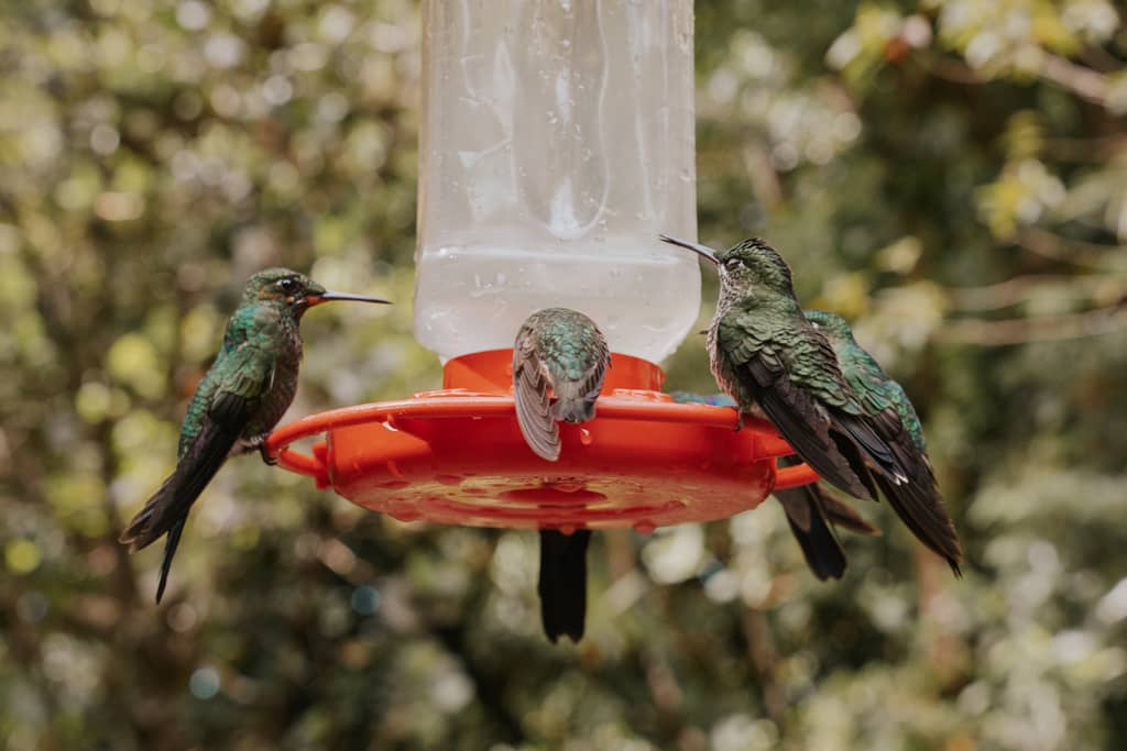 green hummingbirds at red feeder at Monteverde Cloud Forest Biological Preserve