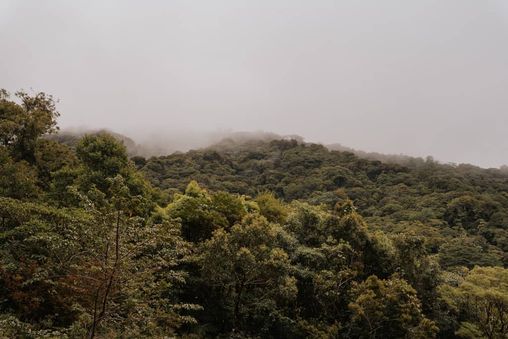 rainforest with misty clouds at Monteverde Cloud Forest reserve