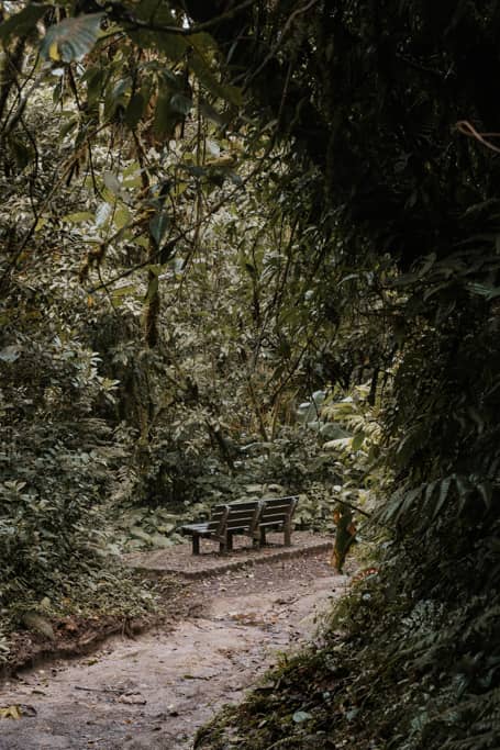 a bench along a dirt path in the Monteverde Cloud Forest reserve