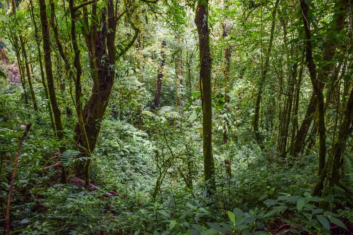 Photo of thick forest in Monteverde Cloud Forest Reserve Costa Rica