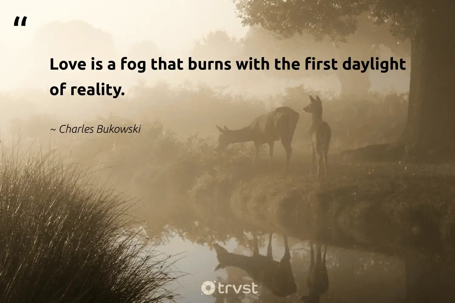 "Love is a fog that burns with the first daylight of reality." -Charles Bukowski #trvst #quotes #conservation #wildernessnation #mist #foggydays #fogs #fog #foggy 