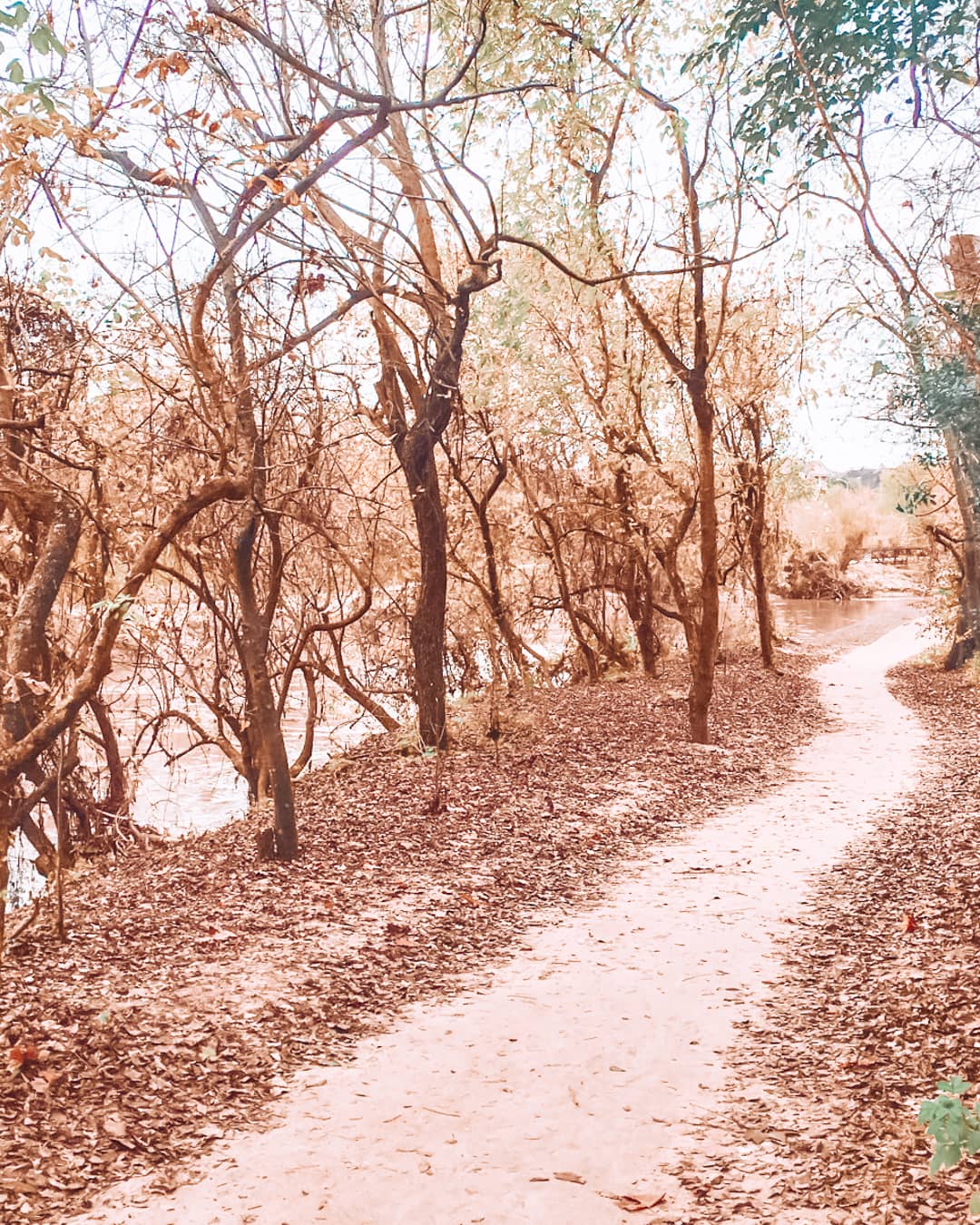 Path at Buffalo Bayou Park