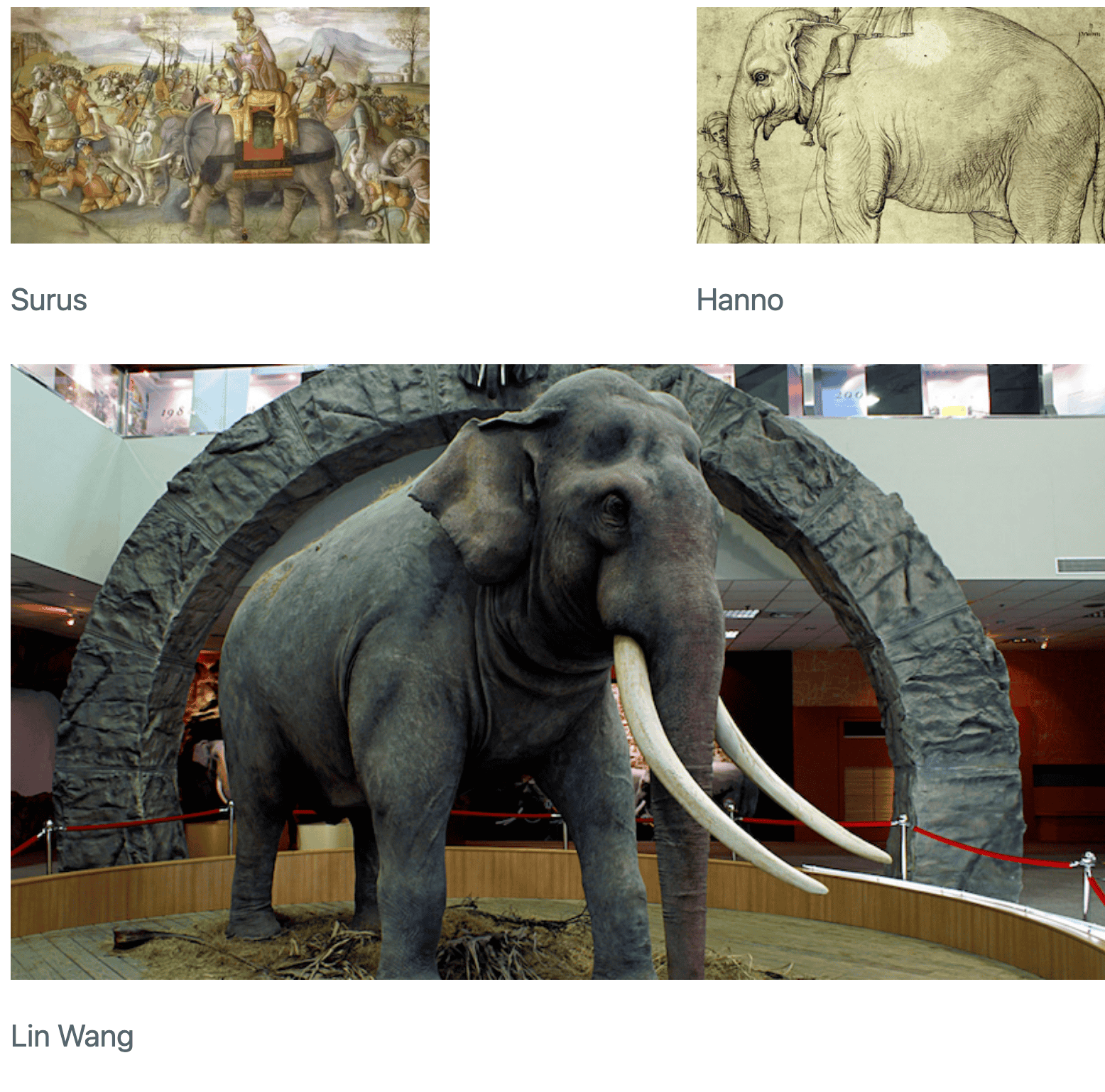 Three elephant pictures arranged such that two pictures are side-by-side in the first row,  andthe third picture is underneath both of these. Thepicture on the left in the first row is captioned 'Surus'  andthe picture on the right is captioned 'Hanno'. Thetwo pictures are separated by some whitespace. Thepicture underneath these two is captioned 'Lin Wang'  andis wider  andtaller than the other two put together.