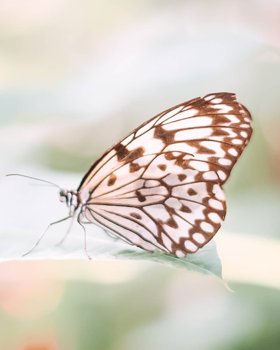 Butterfly at Cockrell Butterfly Center