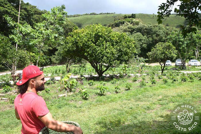 guide holding coffee picking basket with view of farm