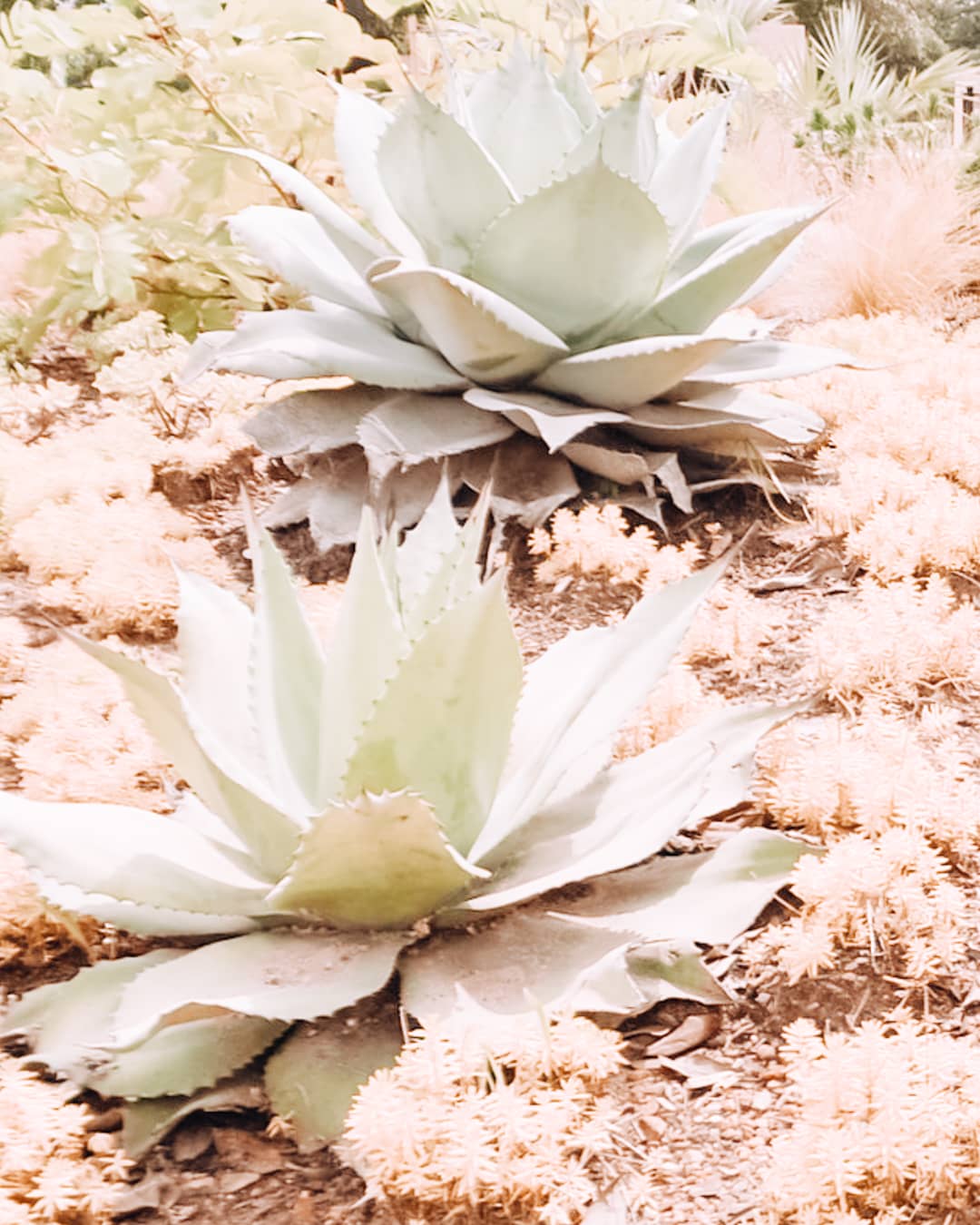 Nature at Houston Botanic Garden