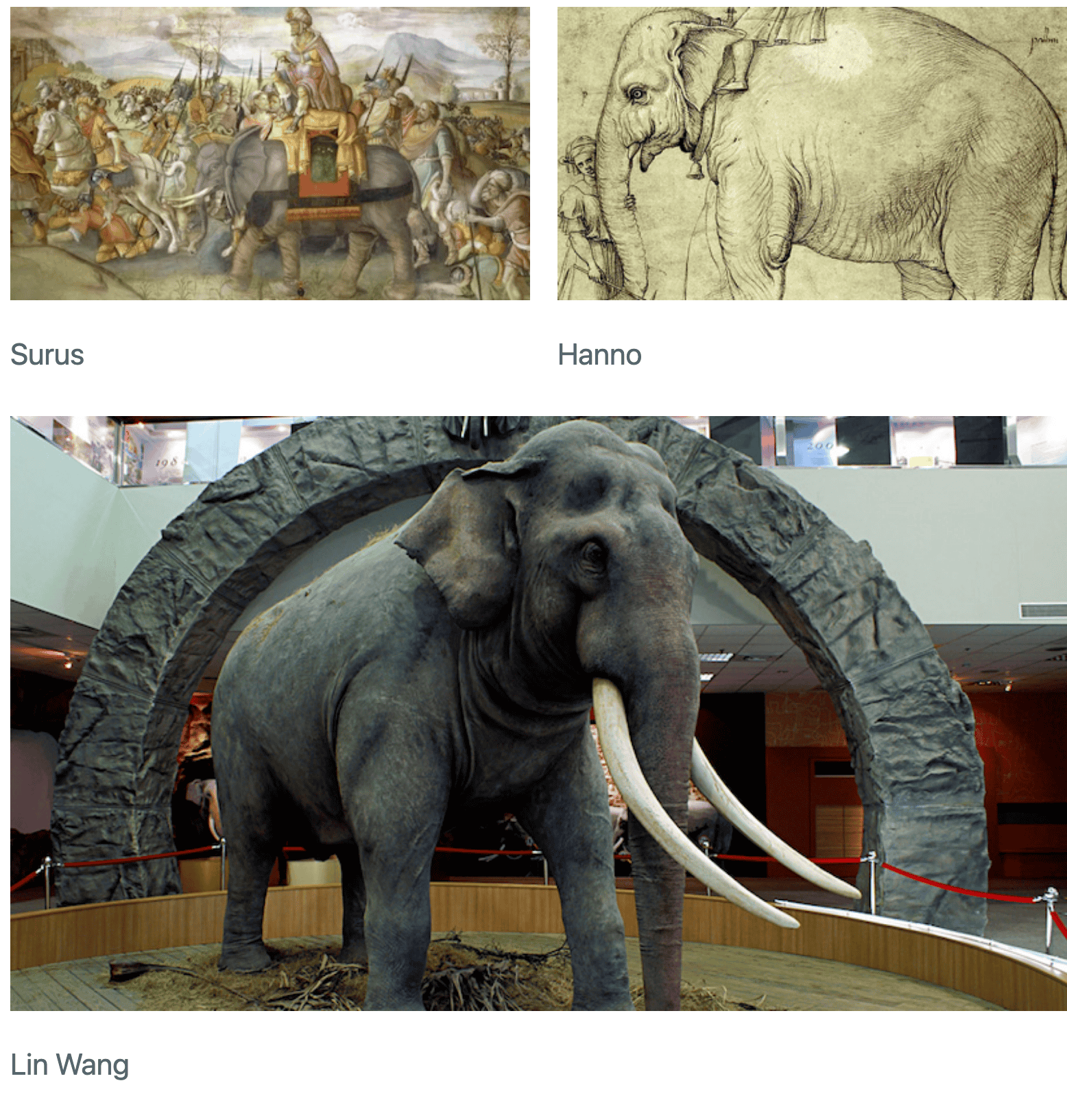 Three elephant pictures arranged such that two pictures are side-by-side in the first row,  andthe third picture is underneath both of these. Thepicture on the left in the first row is captioned 'Surus'  andthe picture on the right is captioned 'Hanno'. Thepicture underneath these two is captioned 'Lin Wang'  andis as as wide  andtall as the other two put together.