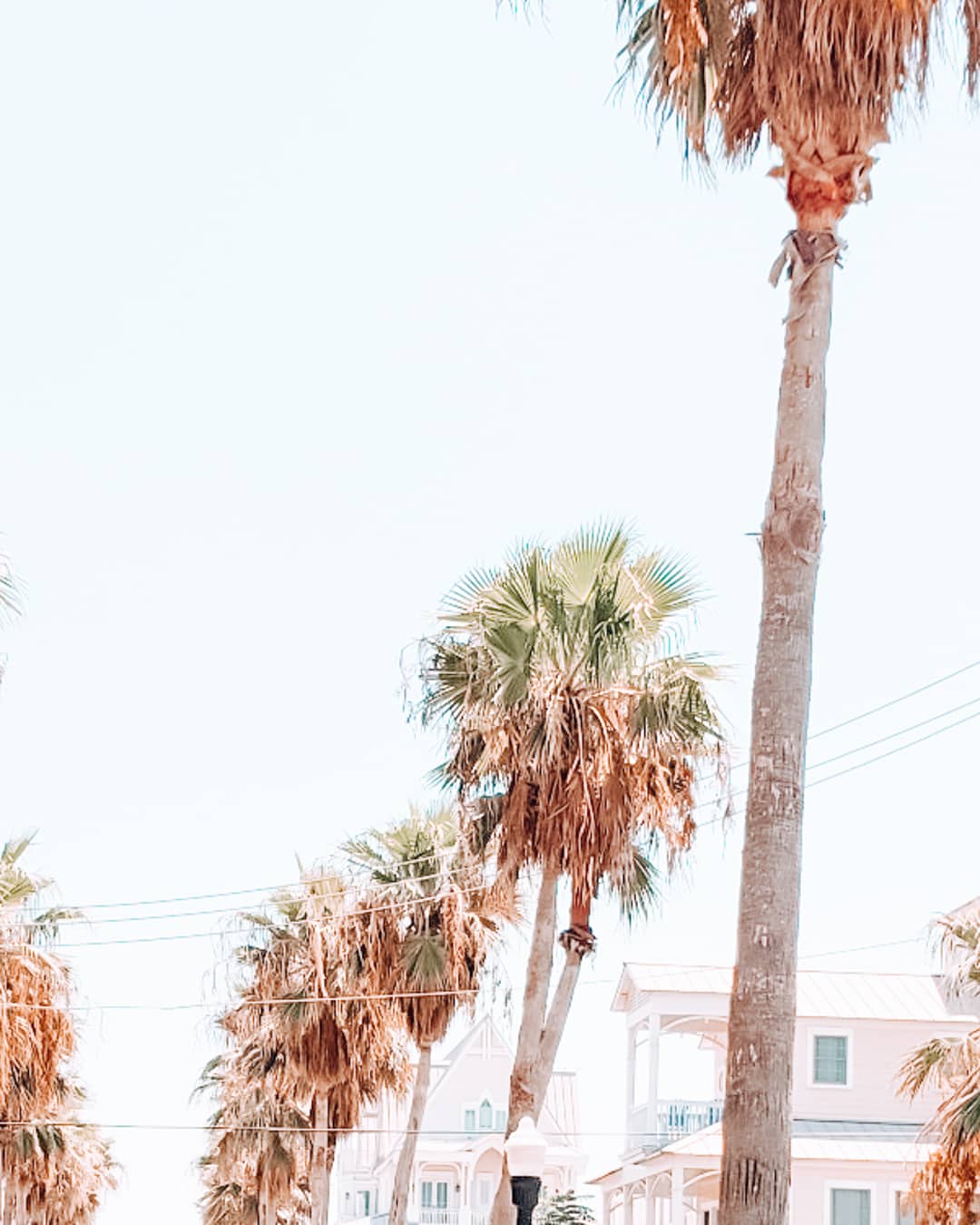 Row of palm trees