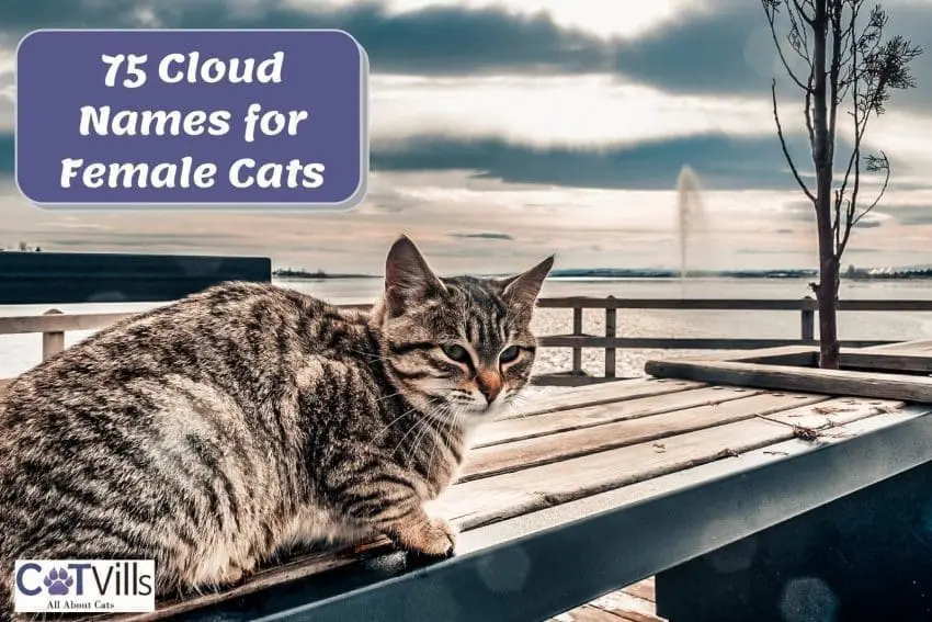 Cloud Names for Cats: 150 Extremely Beautiful Ideas